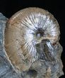Beautiful Multi-Ammonite Display - South Dakota #2062-3